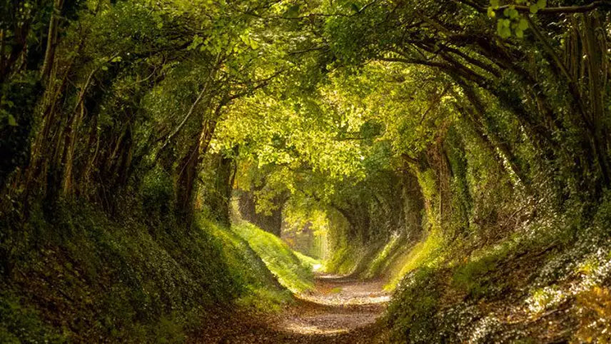 Nature Renewal in Art: A New Trend for a Changing World