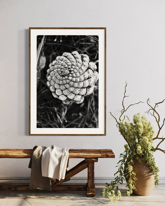fine art limited edition Camila Avelar print black and white nature